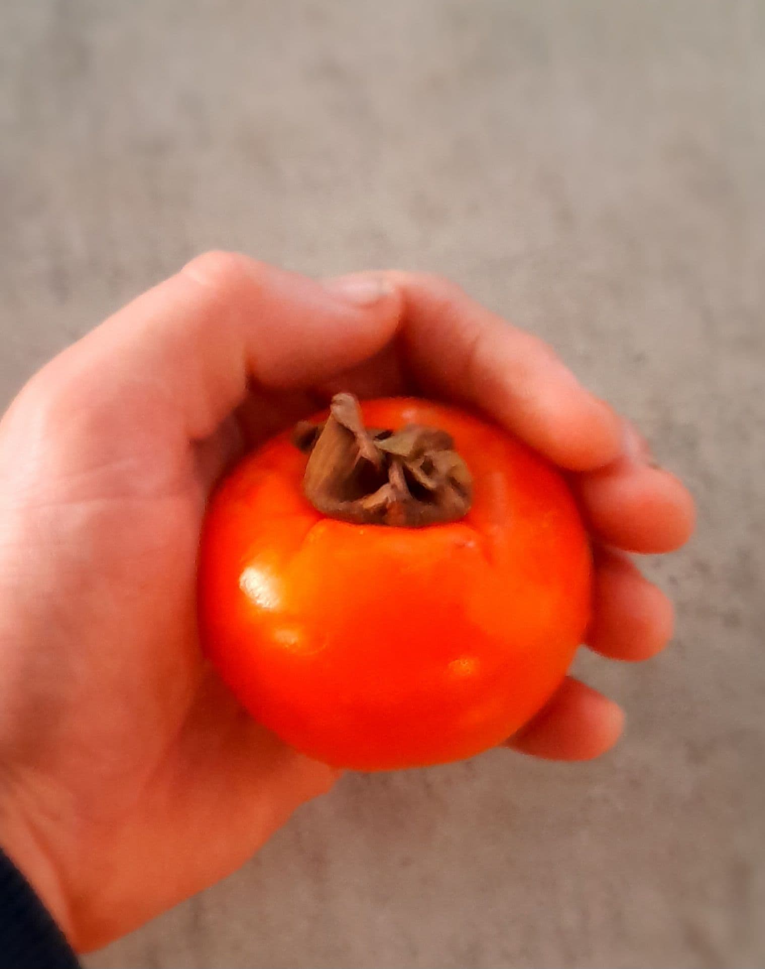 Vroegrijpende Hybride Kaki, Diospyros x 'Kasandra' Jonge spil in 3Lpot op biowijze