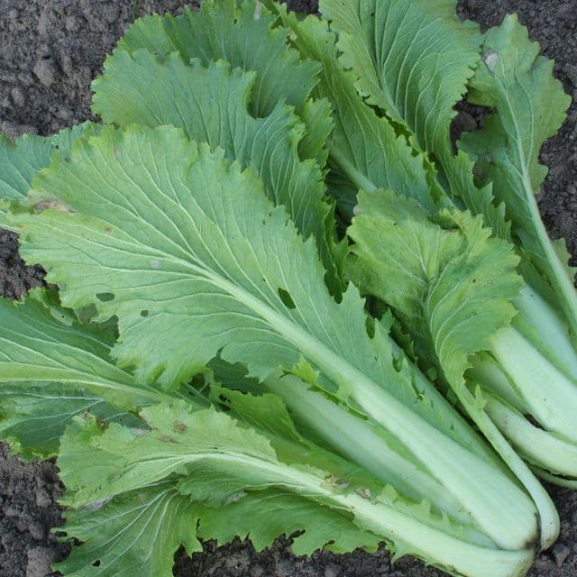 Chinese kool 'Granaat' BIO - zaden