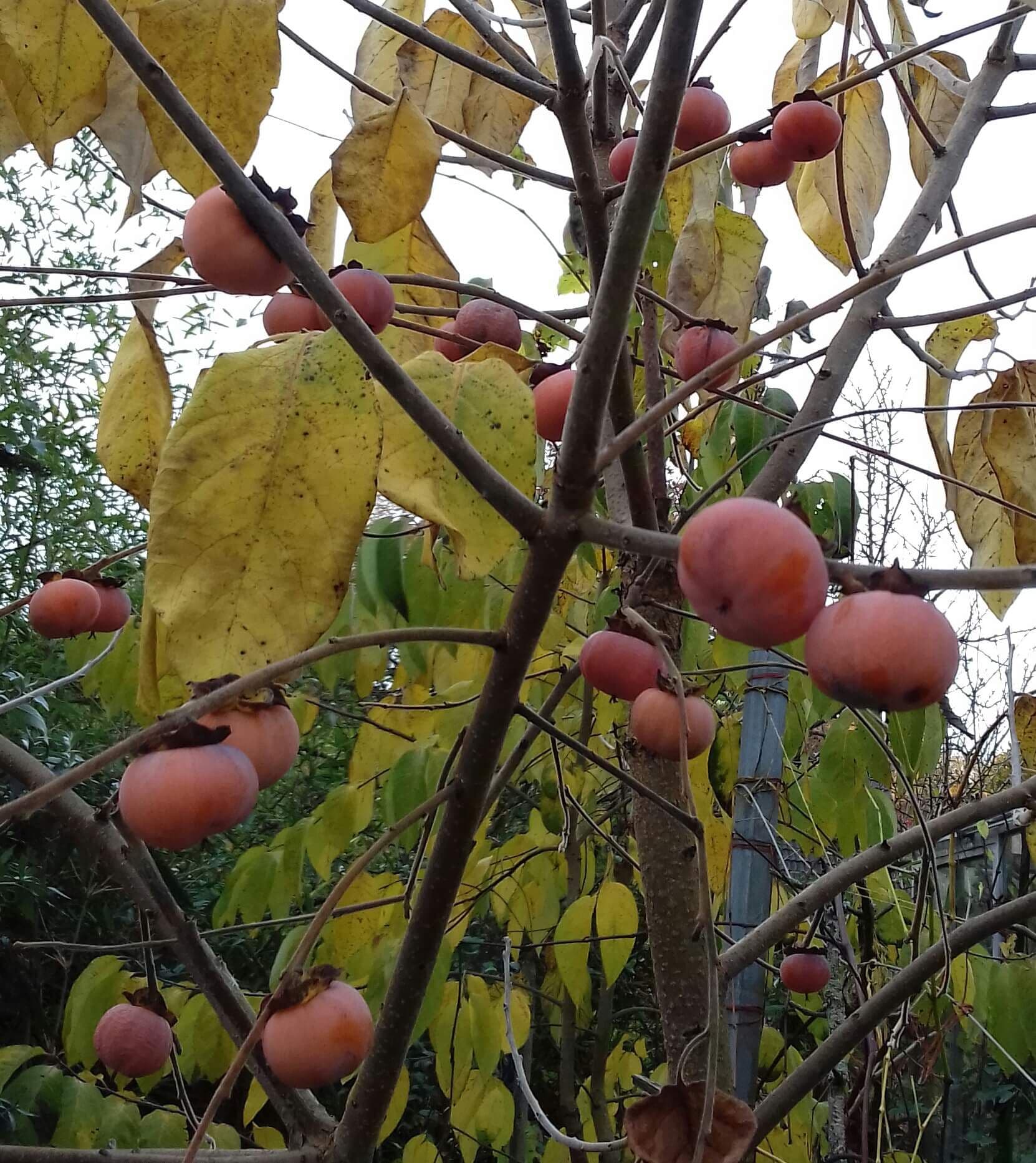 Kaki, Diospyros 'Nikita's Gift'Jonge spil in 3Lpot op biowijze