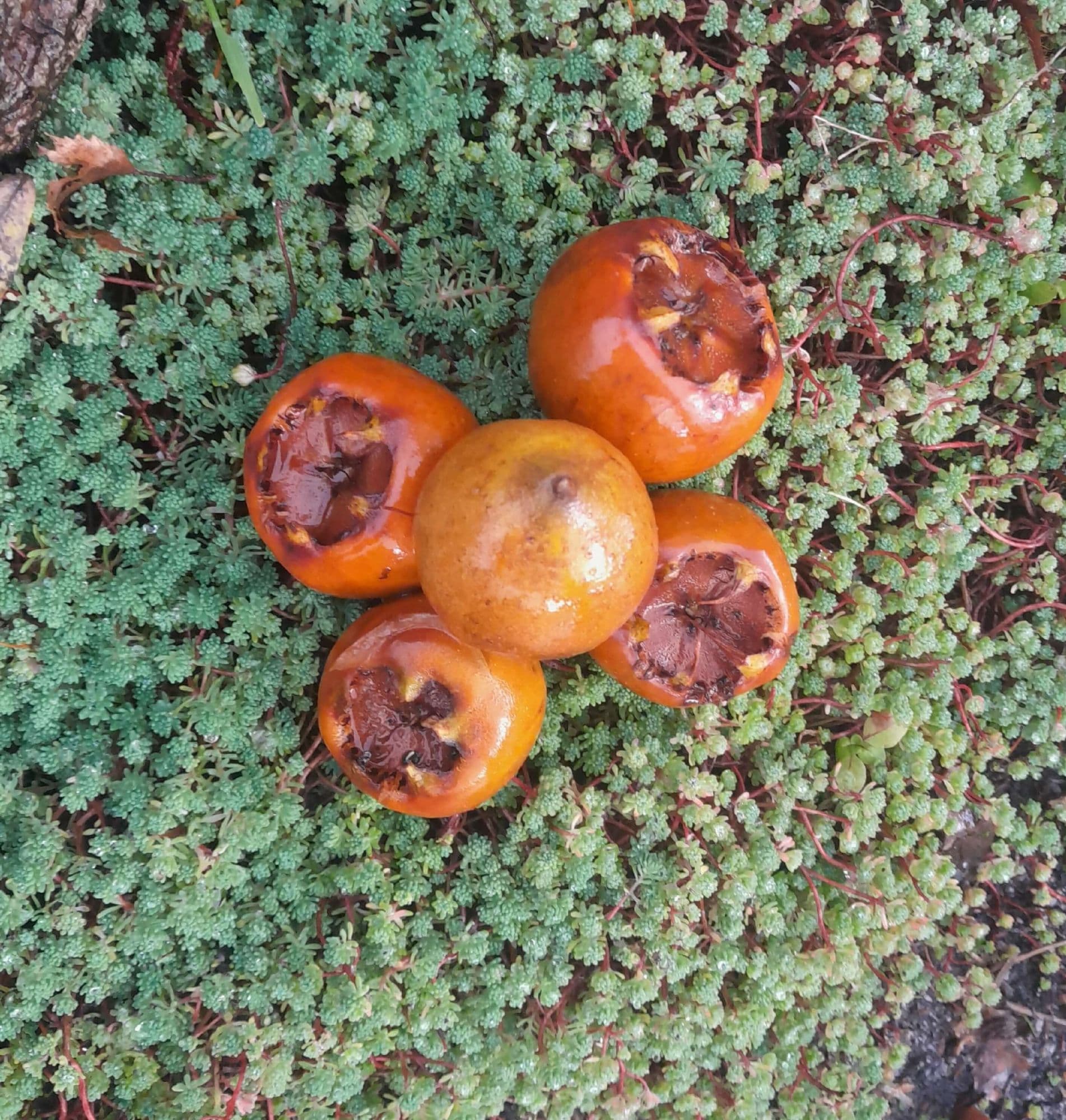Grootvruchtige mispel, Mespilus g. 'Westerveld'