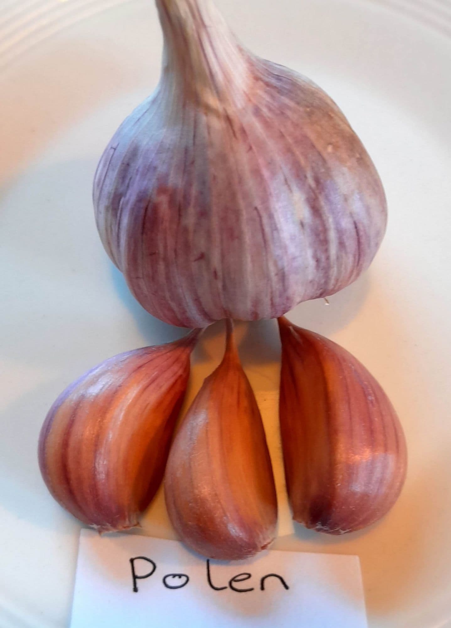 Knoflook, Allium 'Polen' (Hardneck-ras)