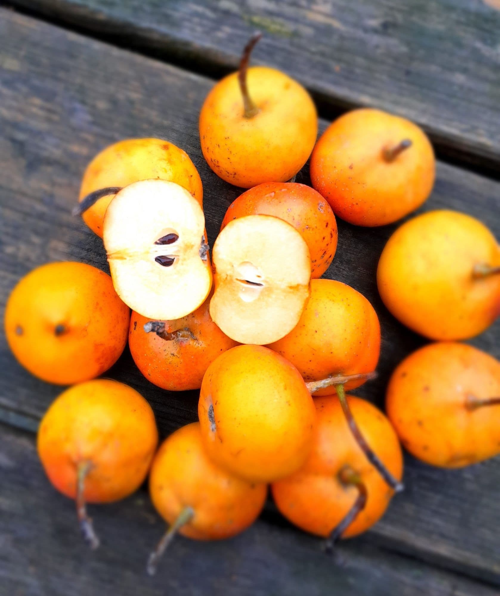 Shipova peer, x Sorbopyrus auriculata 'Shipova' Zeldzaam en waanzinnig smakelijk!