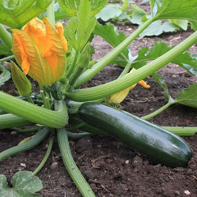 Courgette 'Black Beauty' BIO - zaden