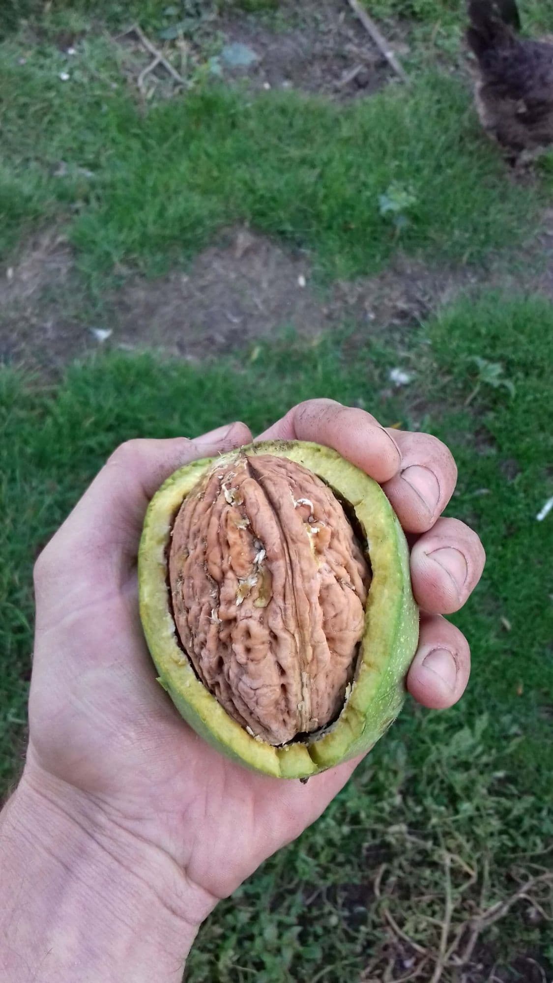 Grootste Walnoot, Juglans regia 'Lange van Lod' Okkernoot, Jonge spil in 3Lpot op biowijze
