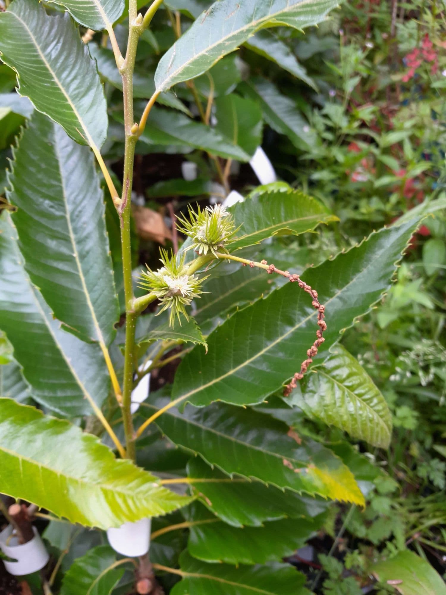 Tamme Kastanje, Castanea 'Ecker2' ( zeer goede Hybride) spil in 3Lpot op biowijze