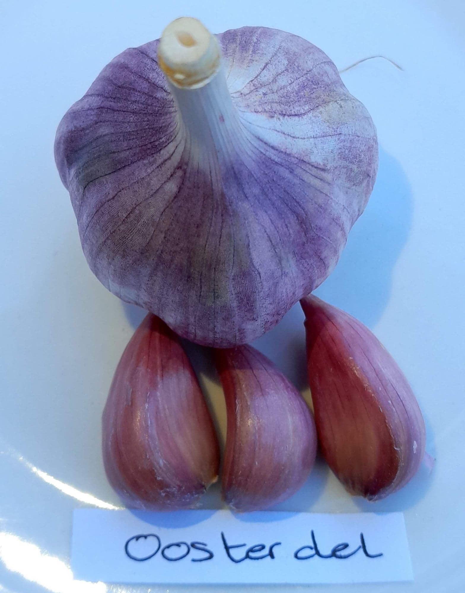 Knoflook, Allium 'Oosterdel' (Hardneck-ras)
