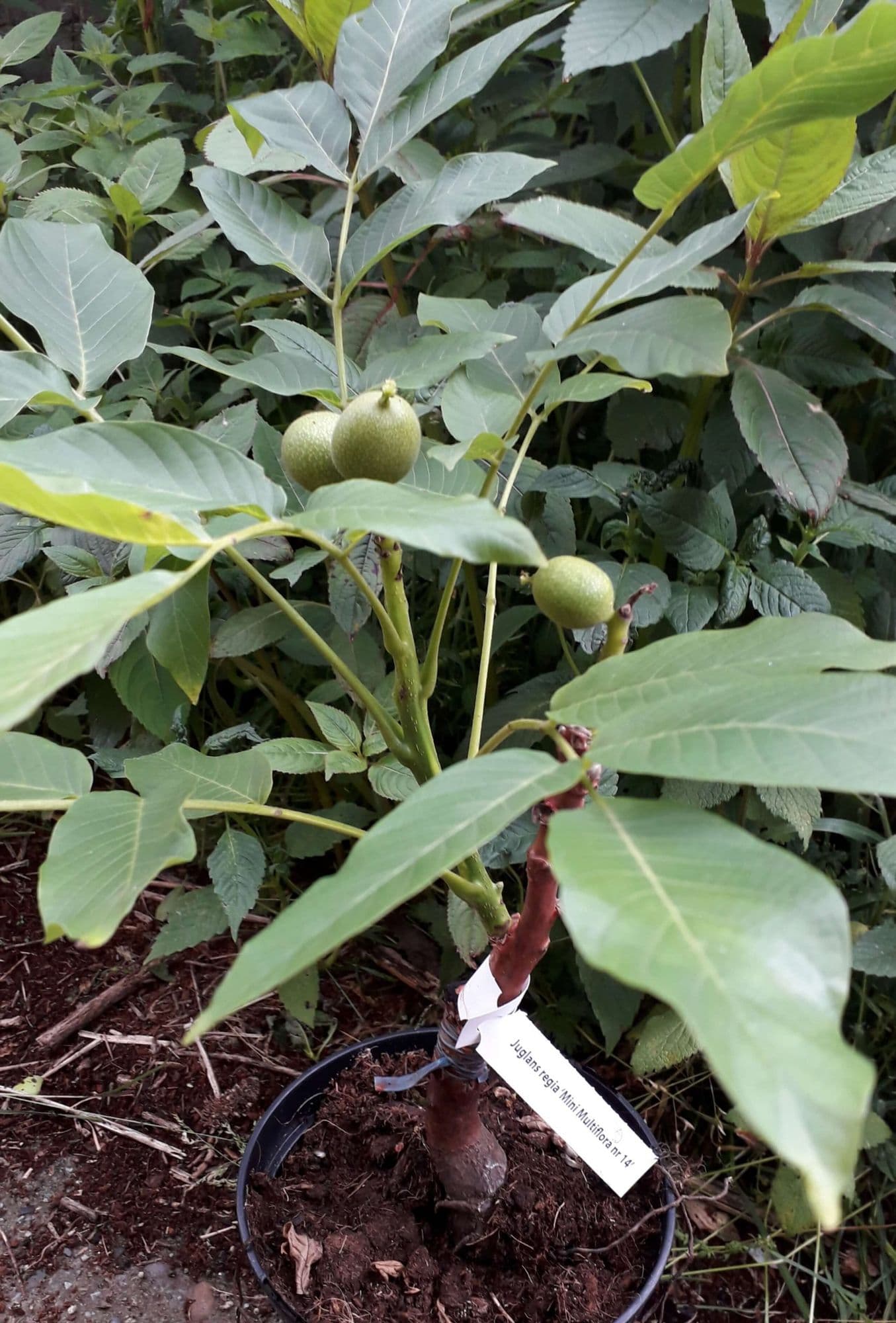 walnoot dwergboom, Juglans regia Mini multiflora 14, Okkernoot Jonge spil in 1,8Lpot op biowijze