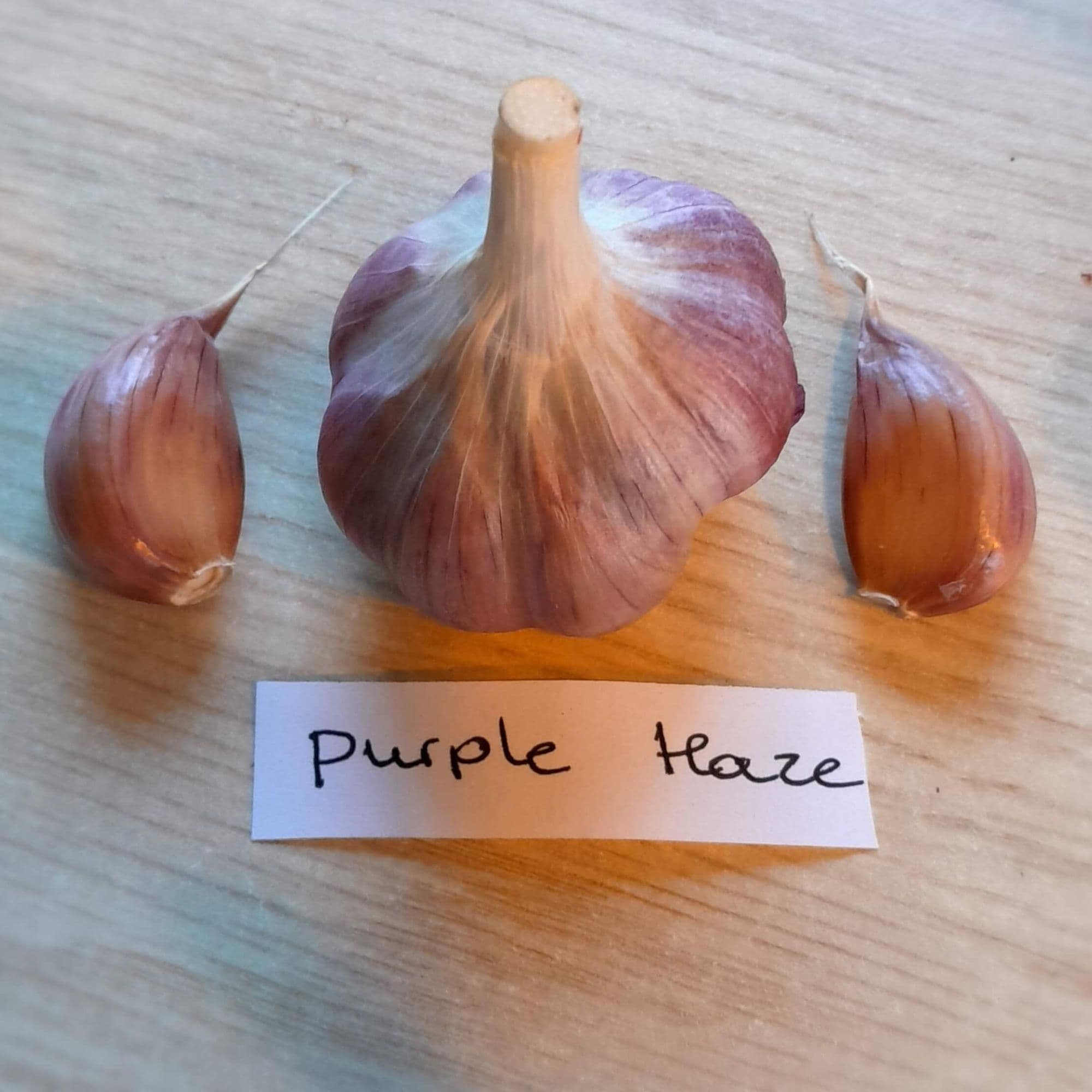 Knoflook, Allium'Purple Haze' (Hardneck-ras)