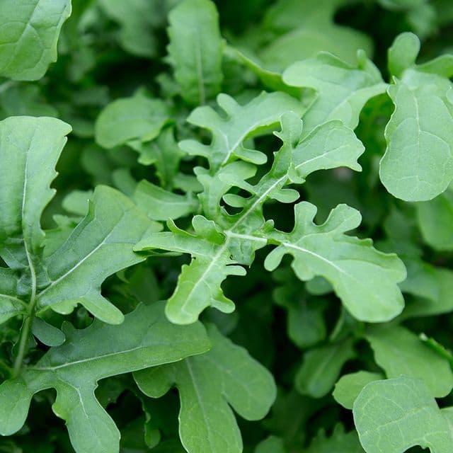 Rucola Eruca sativa 'Esmée' BIO - zaden
