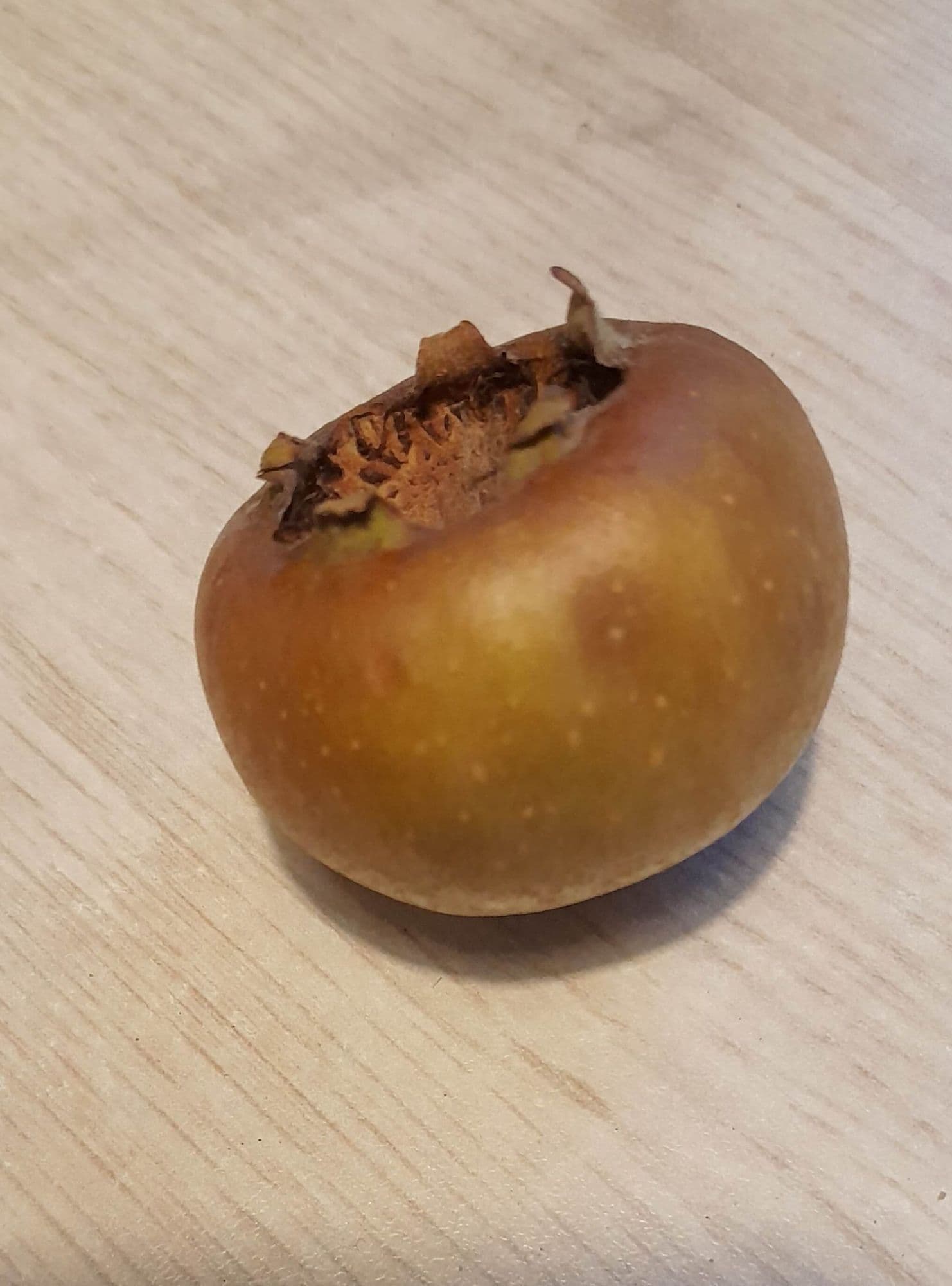 Grootvruchtige mispel, Mespilus ger. 'Roem van Zaamslag'