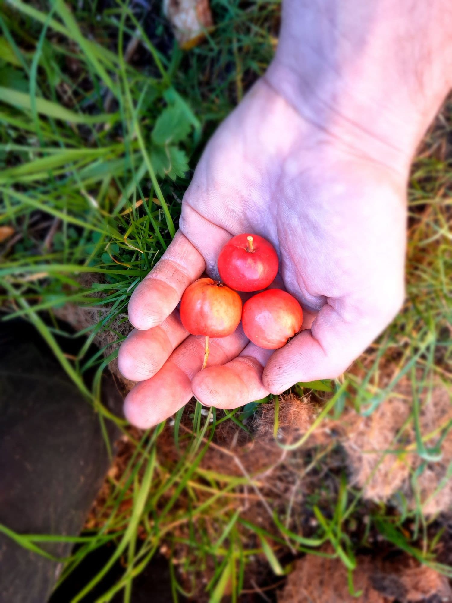 Grootvruchtige rode meidoorn Crataegus pinnatifada 'Major'Jonge spil in 3Lpot