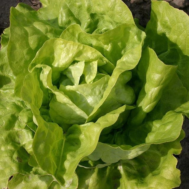 Kropsla 'Twellose Gele' BIO - zaden