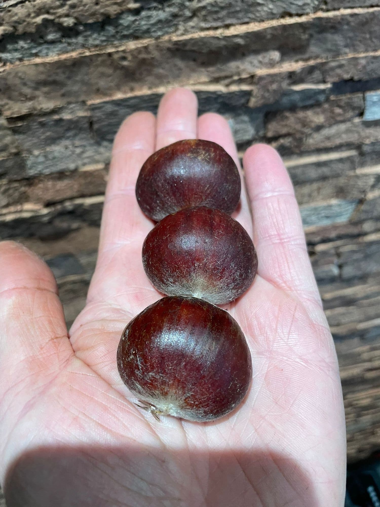 Tamme kastanje, Castanea mollissima zeer goede genenpoel