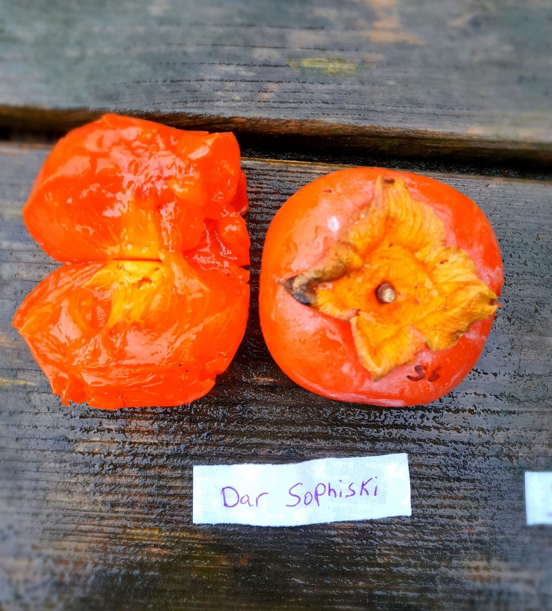 Hybr. Kaki, Diospyros x 'Dar Sophievki' Jonge spil in 3Lpot op biowijze