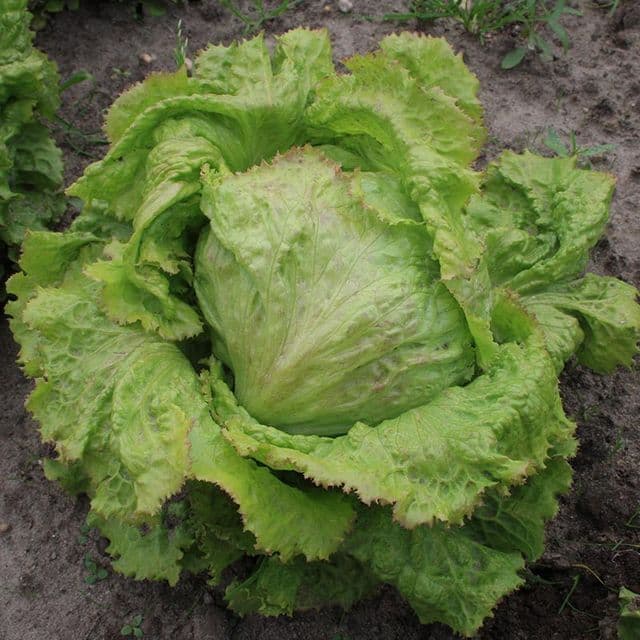 IJsbergsla 'Grazer Krauthäuptel 2' BIO - zaden