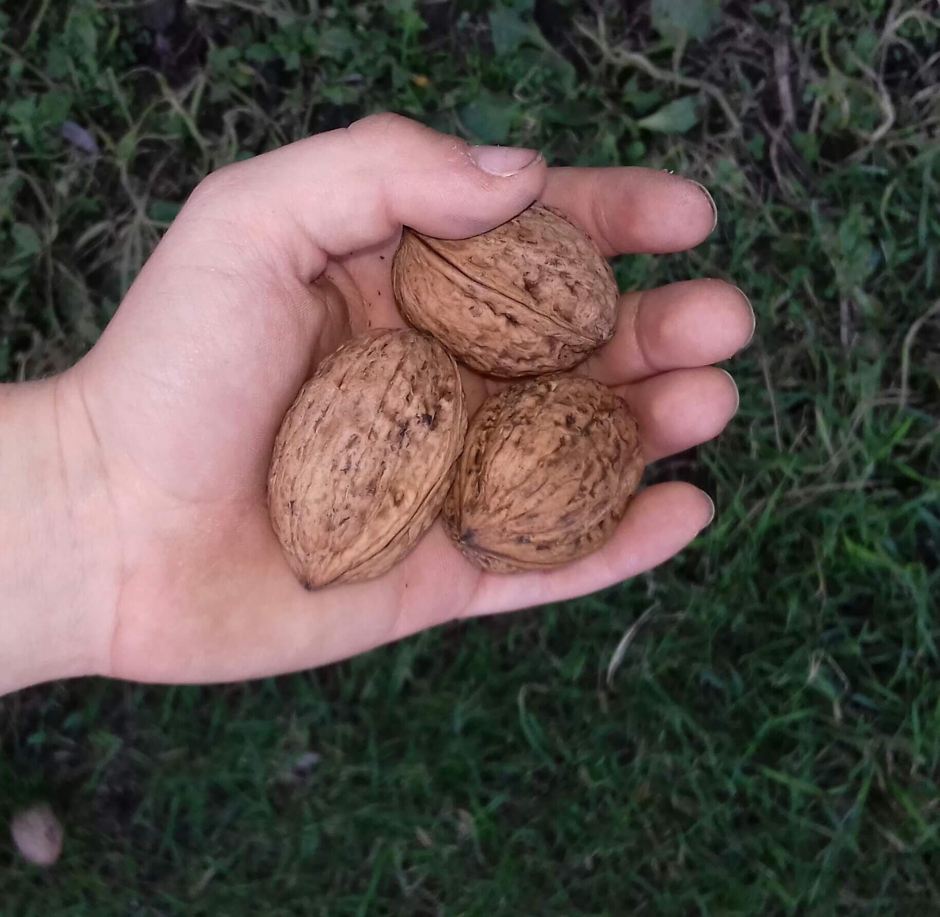 Walnoot, Okkernoot, Juglans regia 'Broadview' Jonge spil in 3Lpot