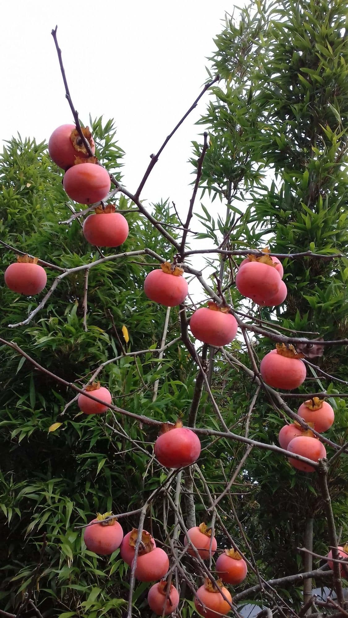 Hybride Kaki, Diospyros 'Mount hoververla'