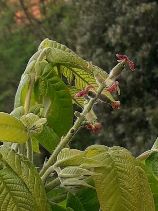 Boterhartnoot, Juglans ailantifolia x cinera 'Mitchell Buartnut' op biowijze