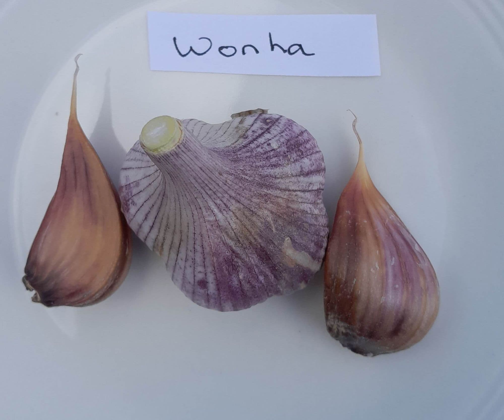 Knoflook, Allium sativum var. ophioscorodon. 'Wonha' (Hardneck-ras)