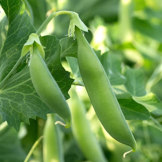 Sugar Snap 'Nairobi' BIO - zaden