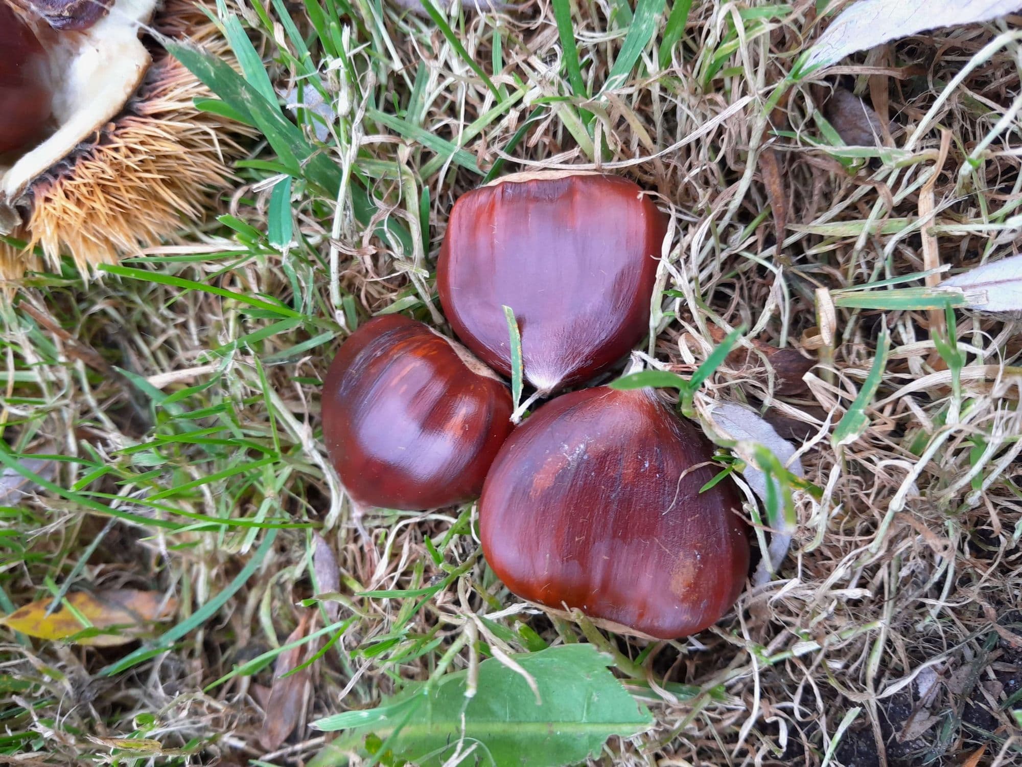 Grootvruchtige Tammekastanje, Castanea 'Belle Epine'