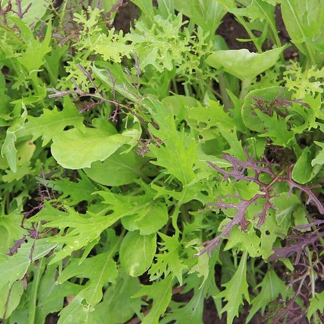 Mesclun 'Aziatisch' BIO - zaden