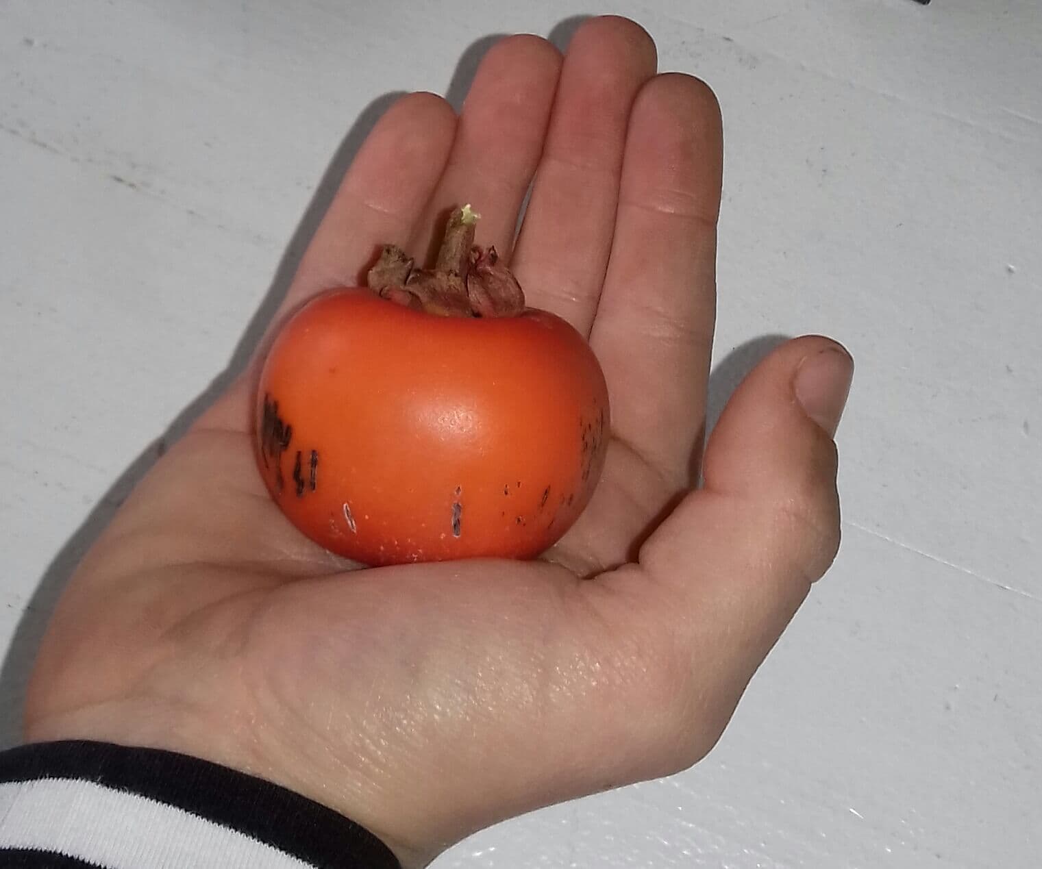 Kaki, Diospyros 'Vaniglia' op biowijze