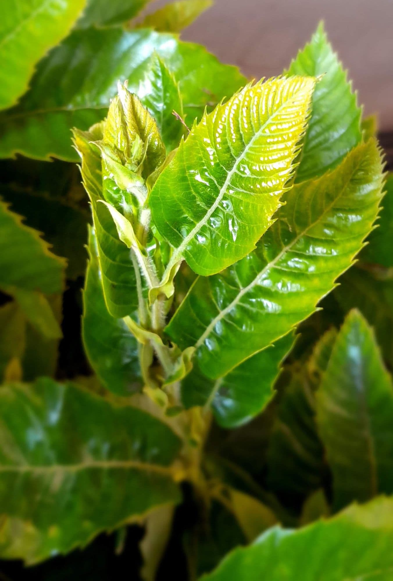 Chinese tamme kastanje, Castanea mollisima'Quin '