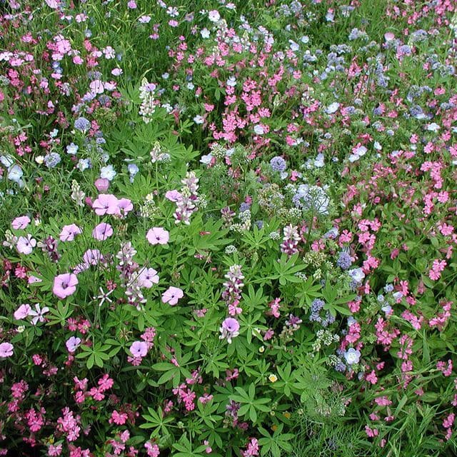 Bloemenmengsel, laag BIO - zaden