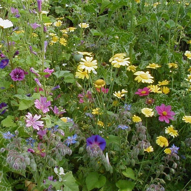 Bloemenmengsel, hoog BIO - zaden