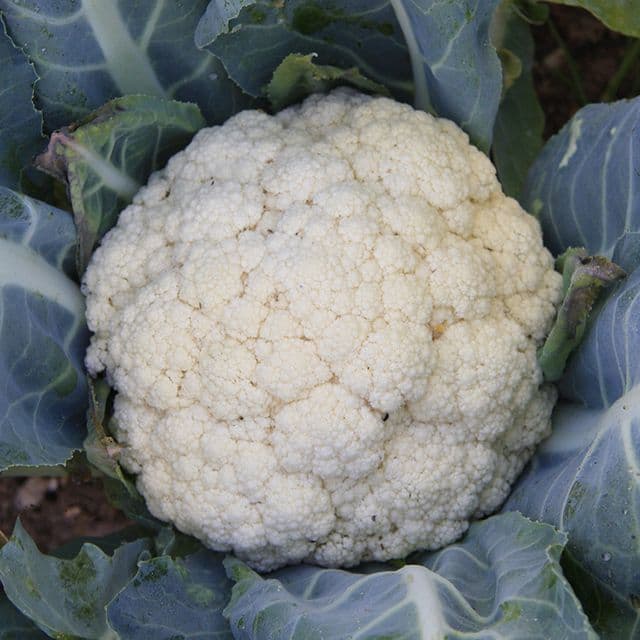 Bloemkool 'Flora Blanca' BIO - zaden