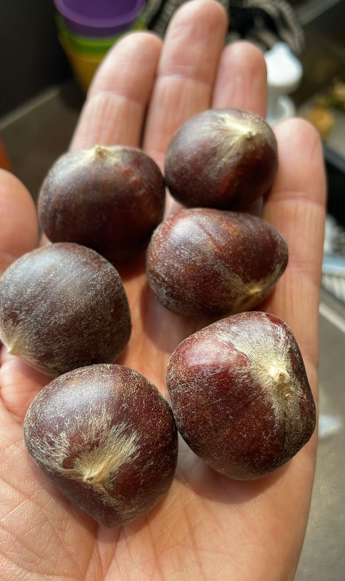 Tamme kastanje, Castanea mollissima Hebei north ( afkomstig uit proffesionele Chinese genenpoel)