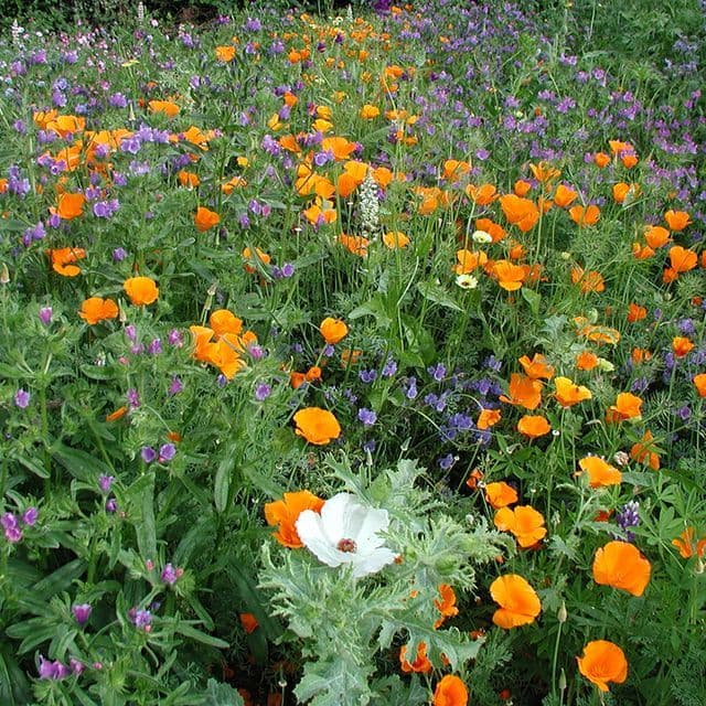 Bloemenmengsel, middelhoog BIO - zaden