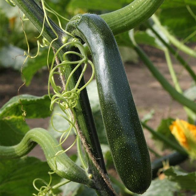 Klimcourgette 'Ola Escaladora' BIO - zaden