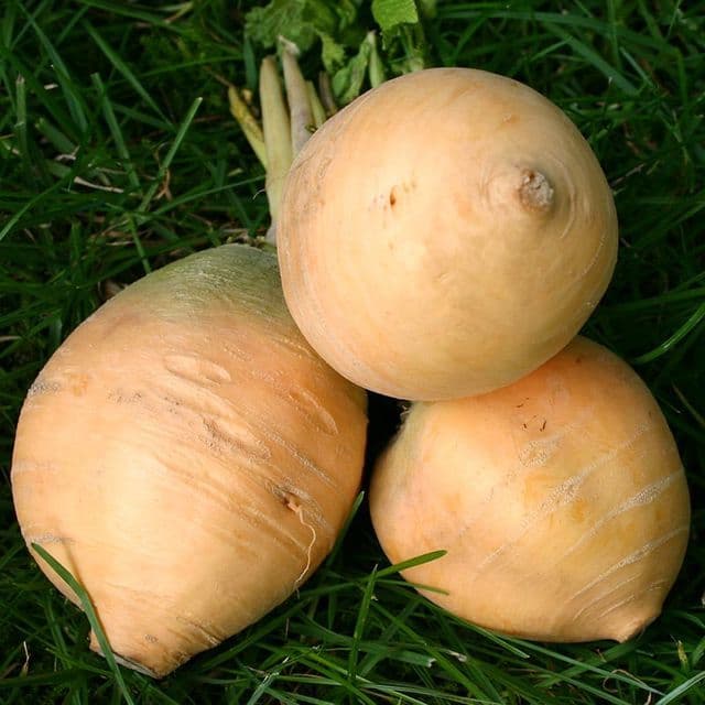 Meiraap 'Goldana' BIO - zaden