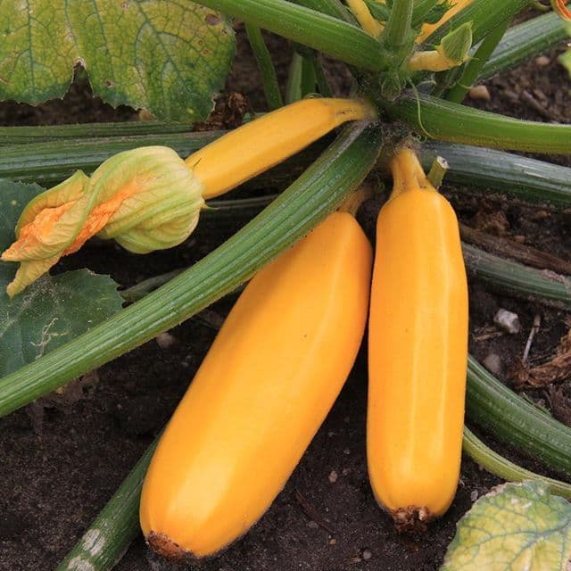 Courgette 'Ola Gabriella F1' BIO - zaden