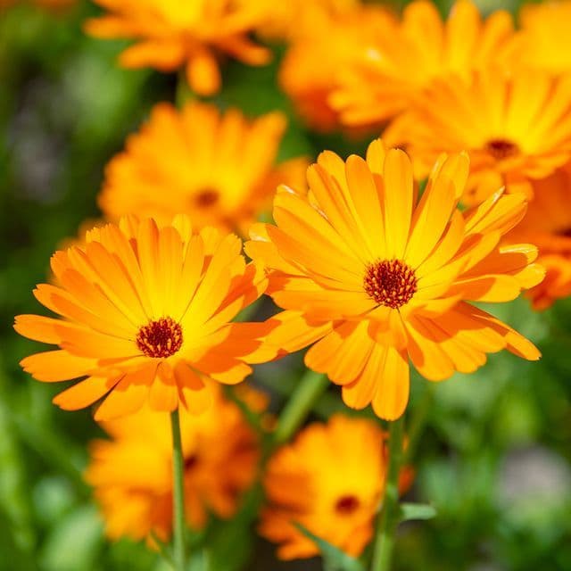 Goudsbloem BIO - zaden