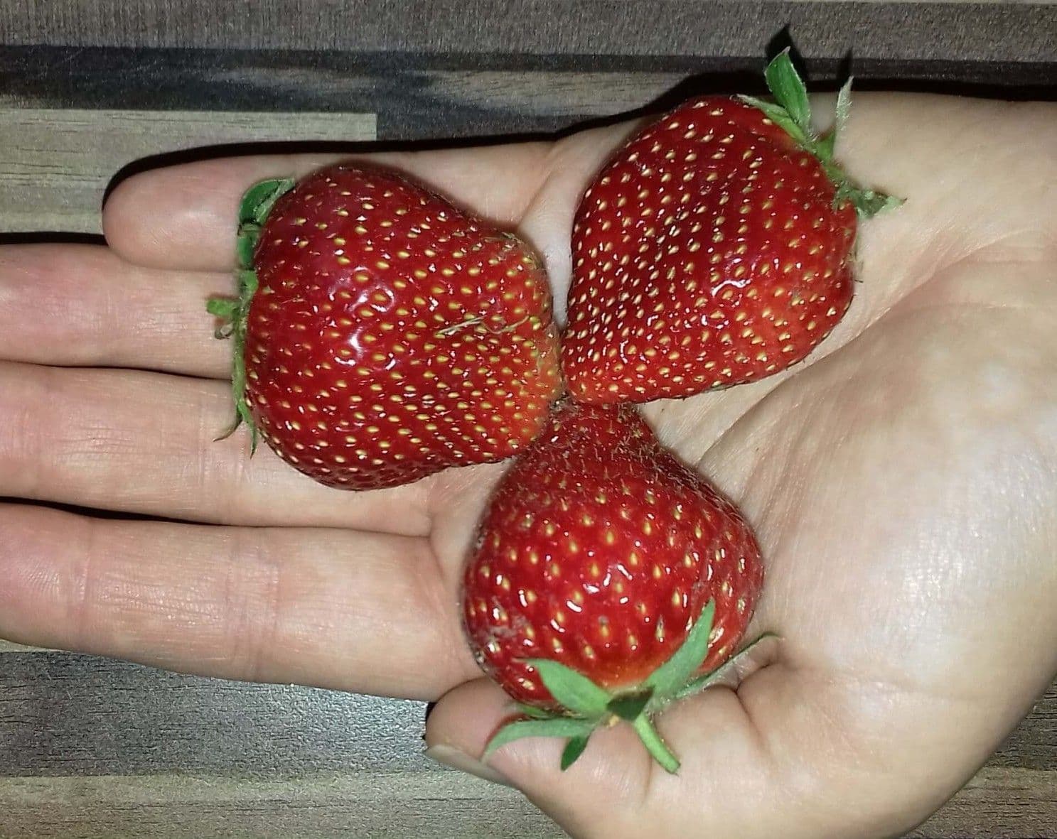 Laatrijpende Aardbei, Fragaria 'Cadenza' zeer smakelijk en productief BIO A2+ Per 10planten