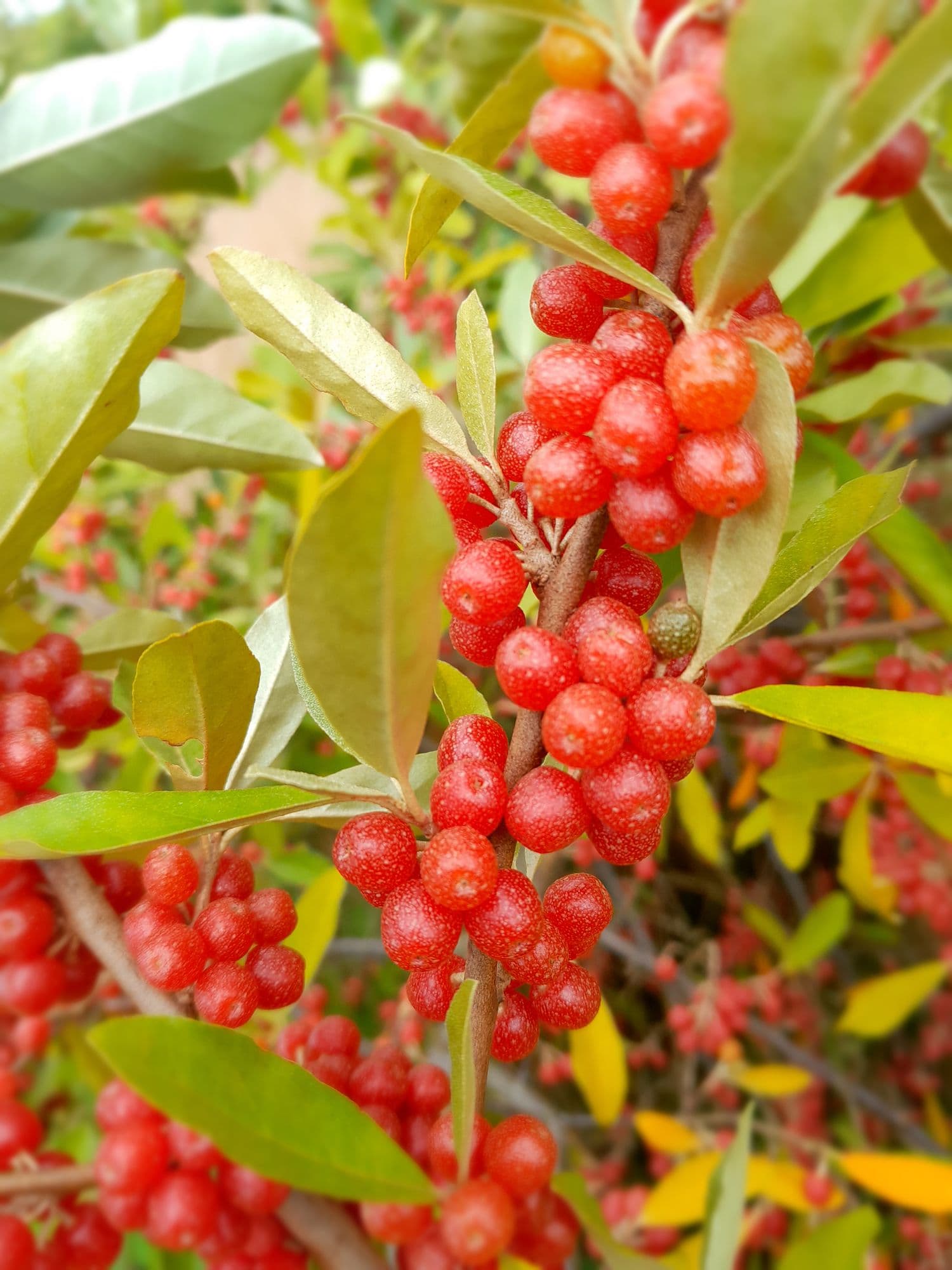 HerfstOlijfwilg, Elaeagnus umb. 'Red ans tasty' NIEUW eigen ras