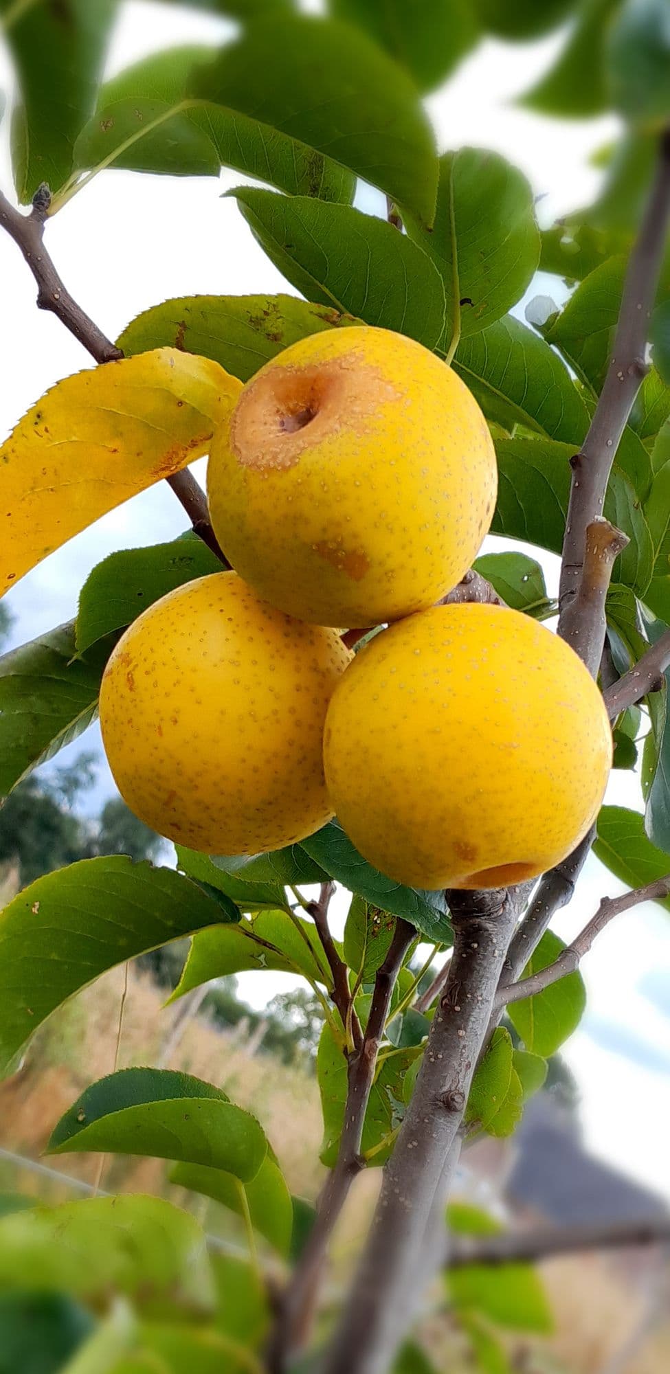 Nashipeer, Zandpeer, Pyrus pyrifolia 'Shinseiki'
