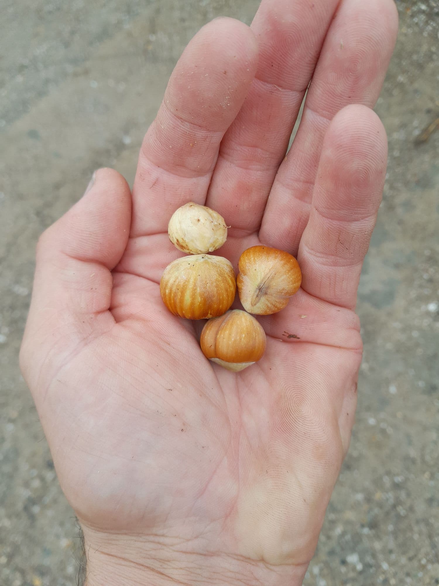 Italiaanse Hazelnoot Corylus av. Tonda di Giffoni ( goed en heerlijk ras) in 1Lpot geent op colurna