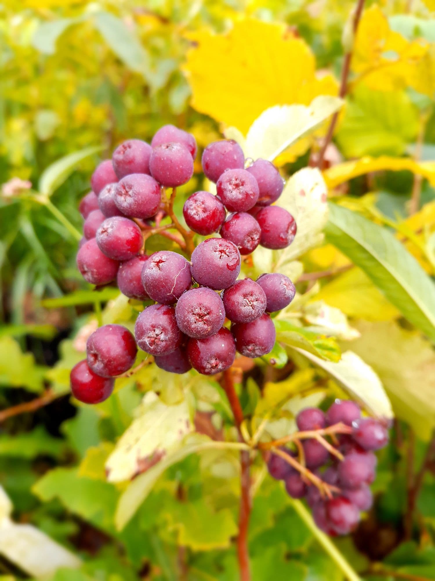 Grootvruchtige lijsterbes, Sorbus x 'Burka'