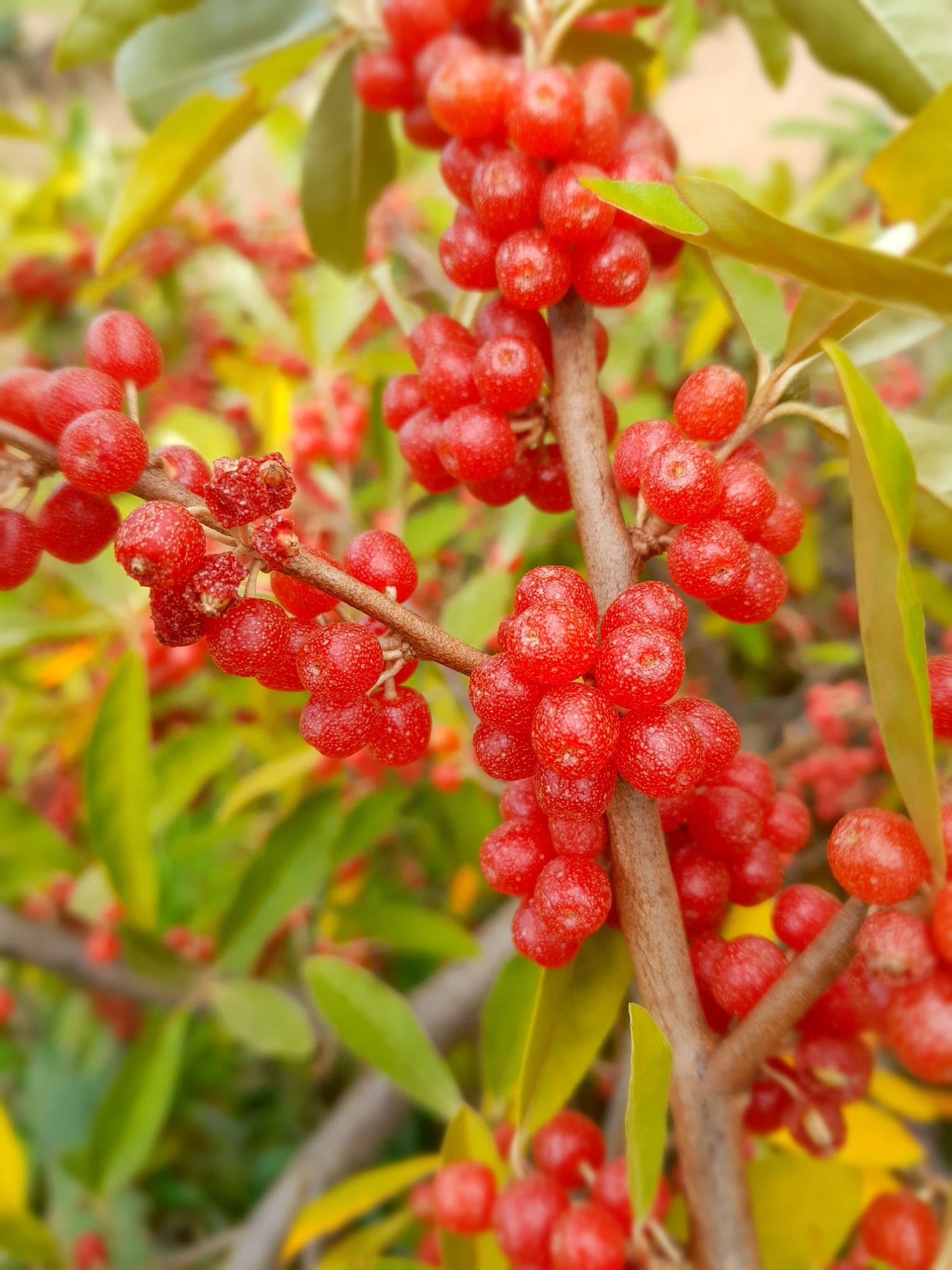 Herfstolijfwilg eleagnus umb. Red cascade