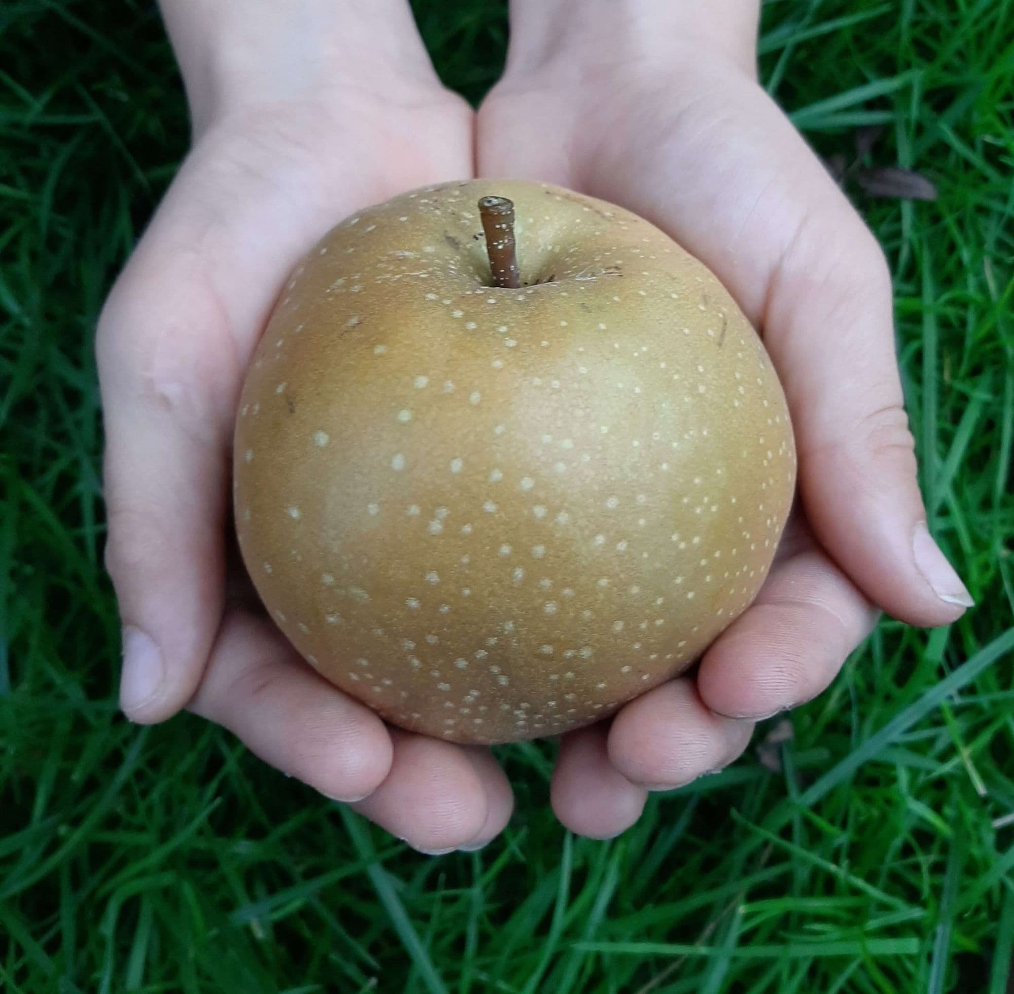 Giant Nashi, Pyrus pyr. 'Olympic' ( de echte!geeft soms vruchten van meer als 1kg!) NIEUW!!' spil in 3Lpot biowijze gekweekt