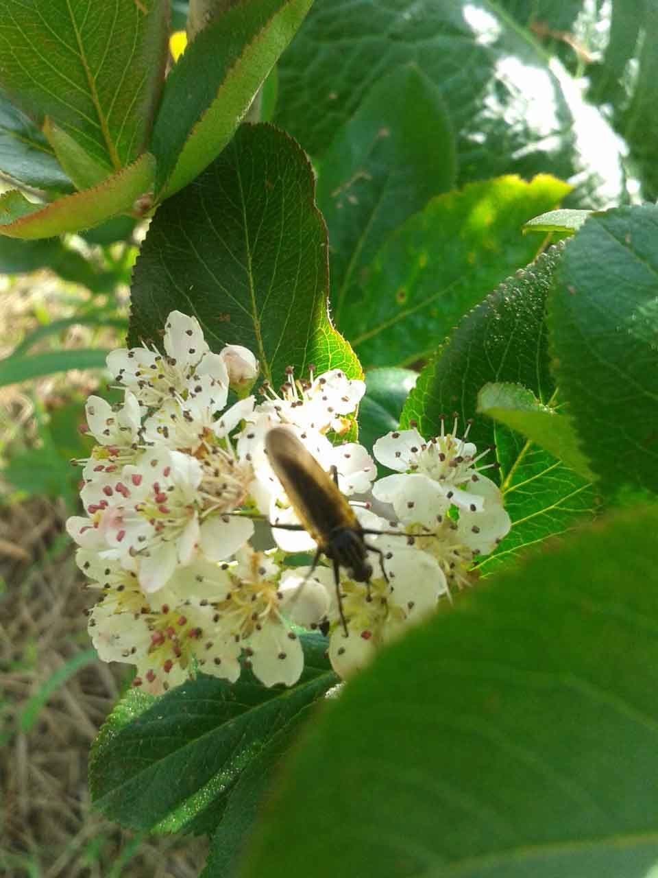 Appelbes, Aronia prunifolia 'Viking'