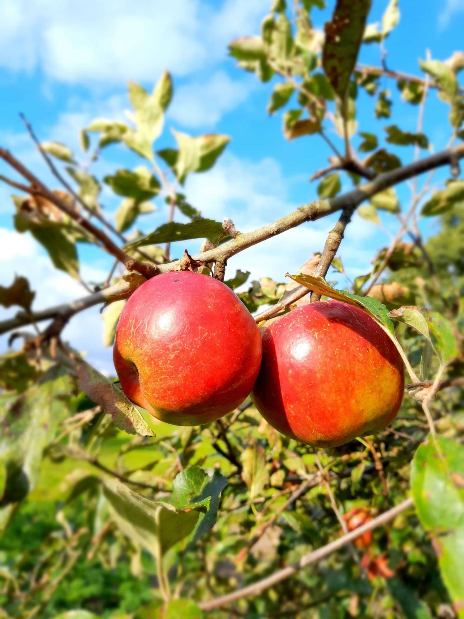Handappel, Malus 'Rode Jonathan'