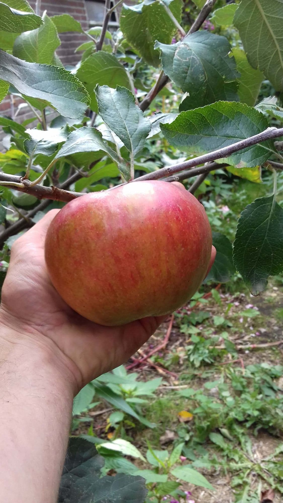 Goudreinet Hand/bakappel, Malus 'Schone van Boskoop'
