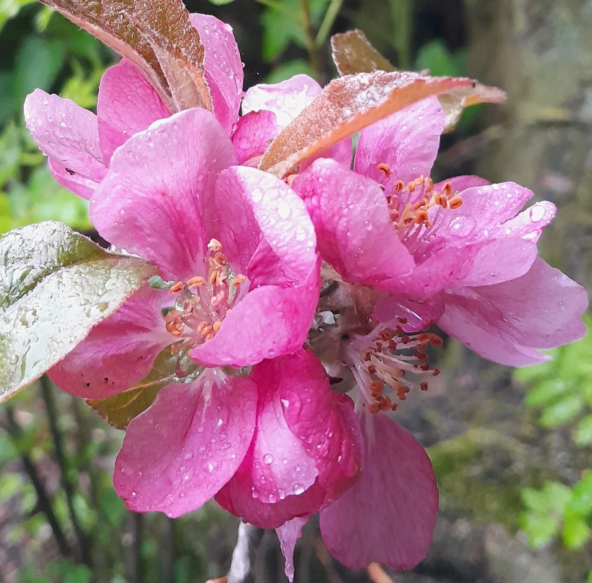 Roodvlezige Appel, Malus nietz. 'Nørre'