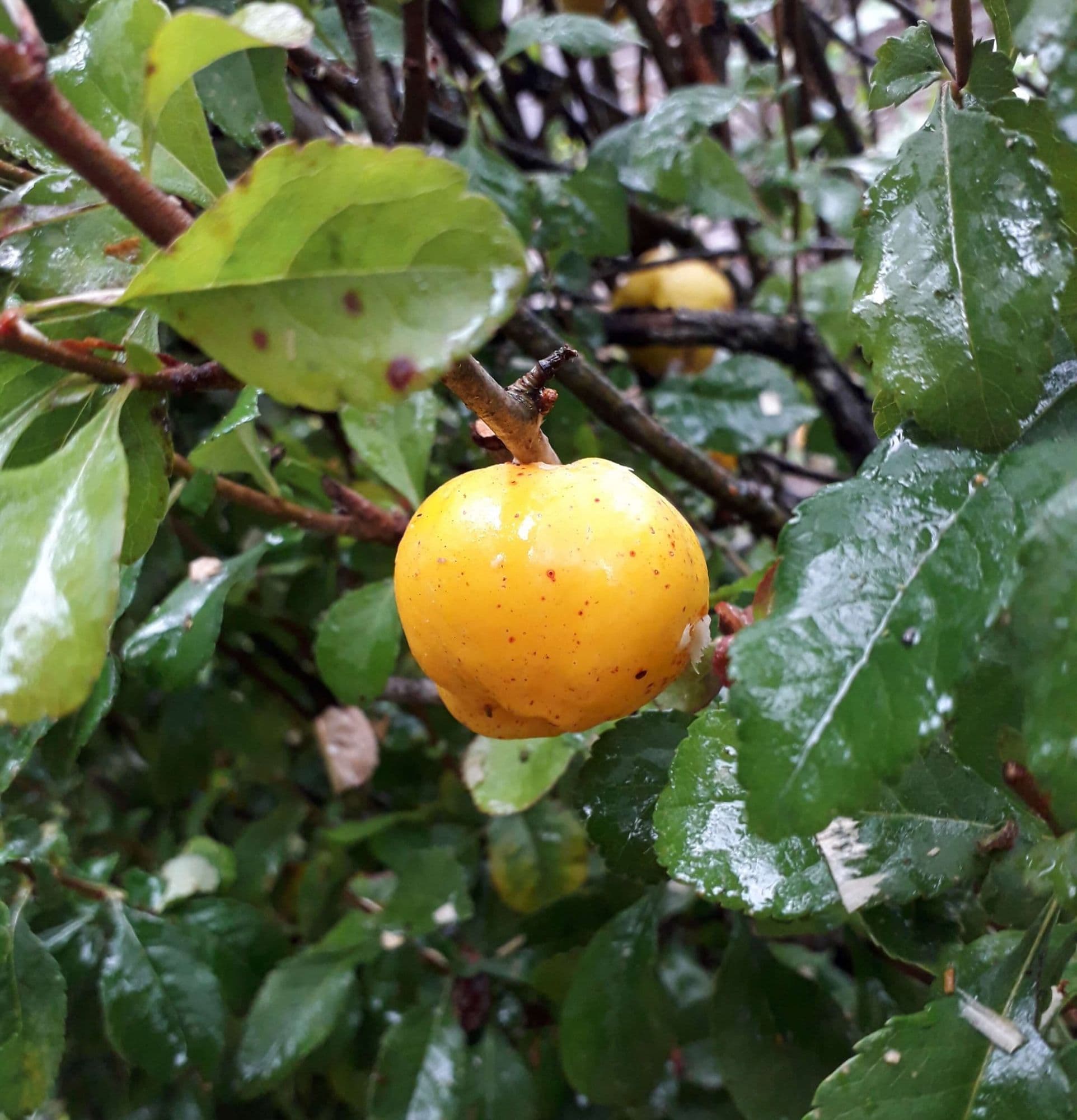 Japanse Kweepeer, Chaenomeles japonica 'Cido'