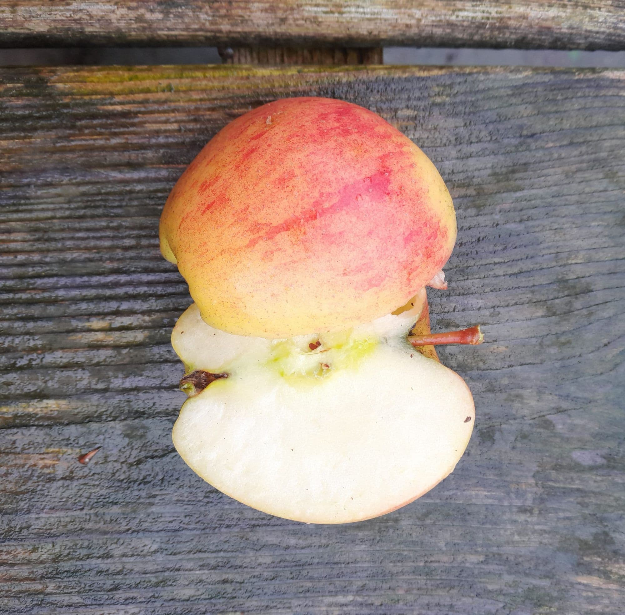 Handappel, Malus dom. 'Braeburn' (smakelijk en makkelijk!)